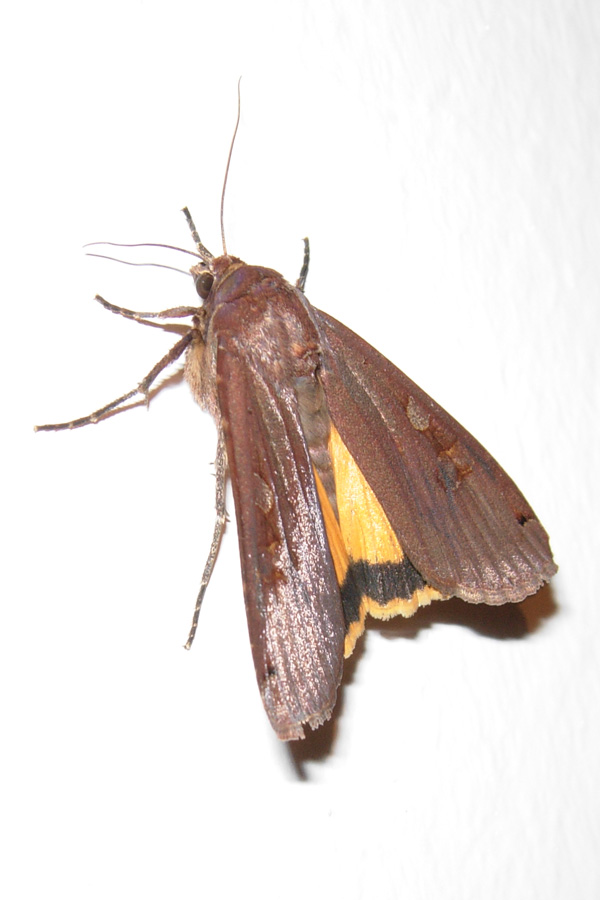 Noctua pronuba